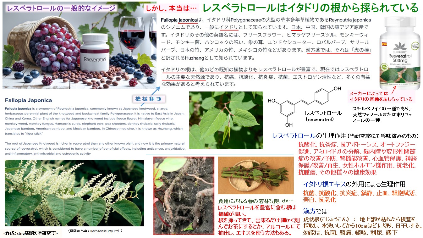 レスベラトロールはイタドリの根から採られている
