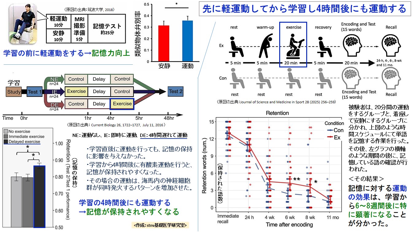 先に軽運動してから学習し4時間後にも運動する