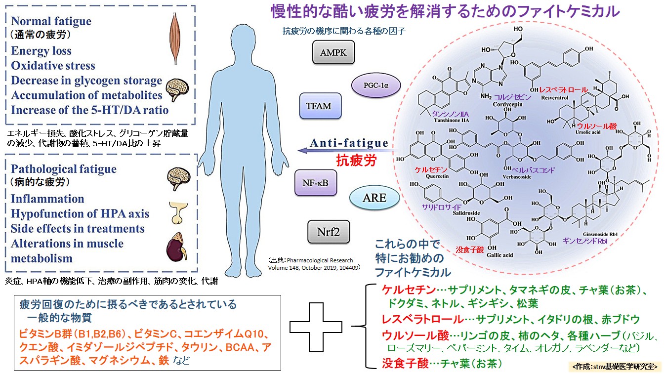 慢性的な酷い疲労を解消するためのファイトケミカル
