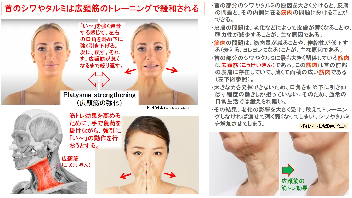 首のシワやタルミは広頚筋のトレーニングで緩和される