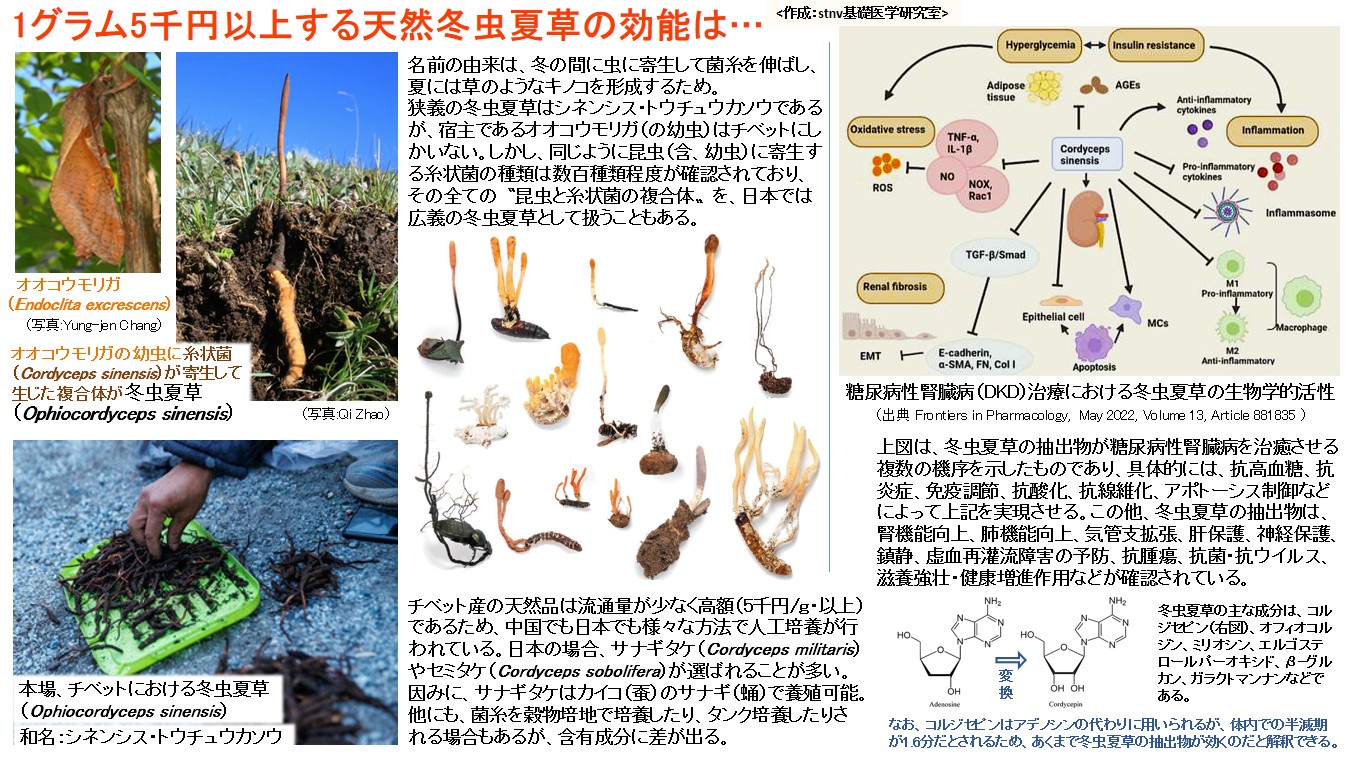 1グラム5千円以上する天然冬虫夏草の効能は…