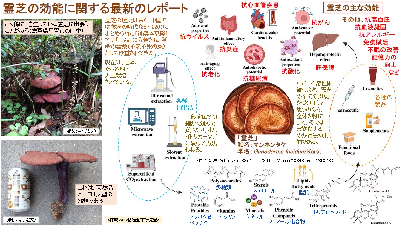霊芝の効能に関する最新のレポート