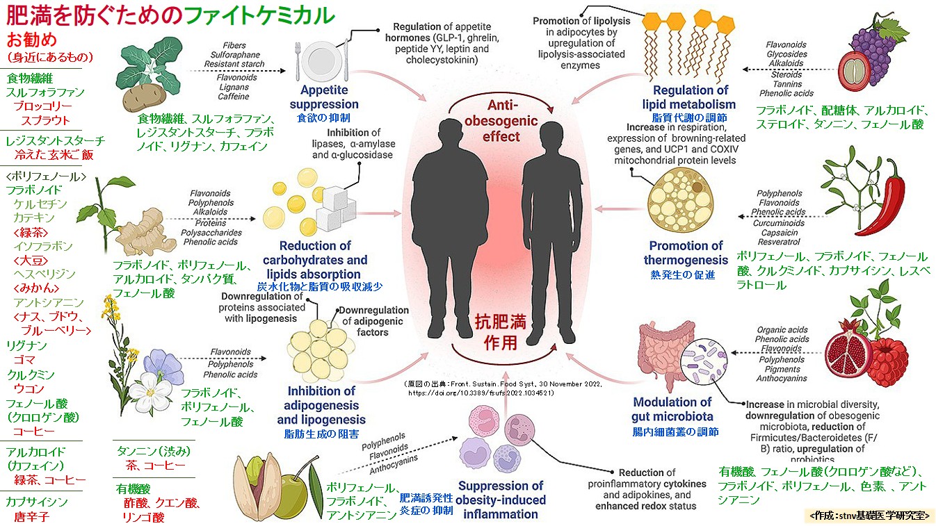 肥満を防ぐためのファイトケミカル