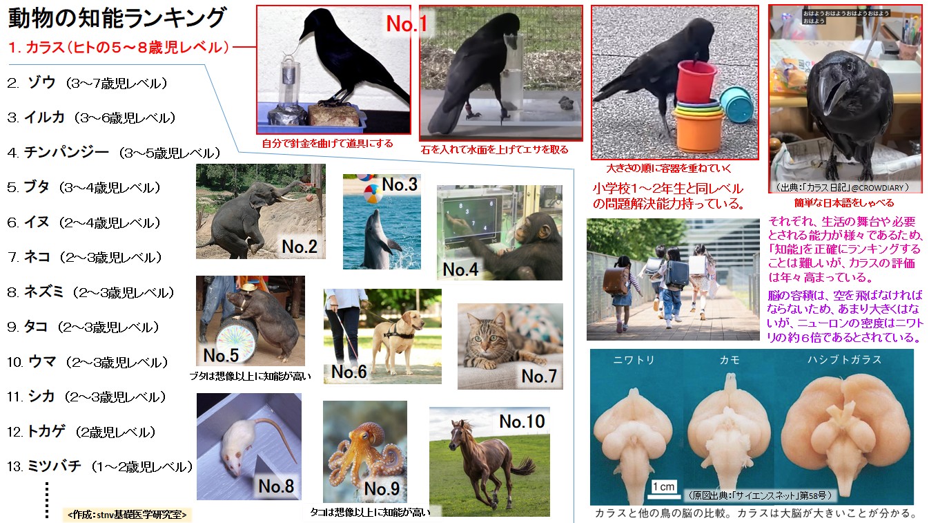 動物の知能ランキング