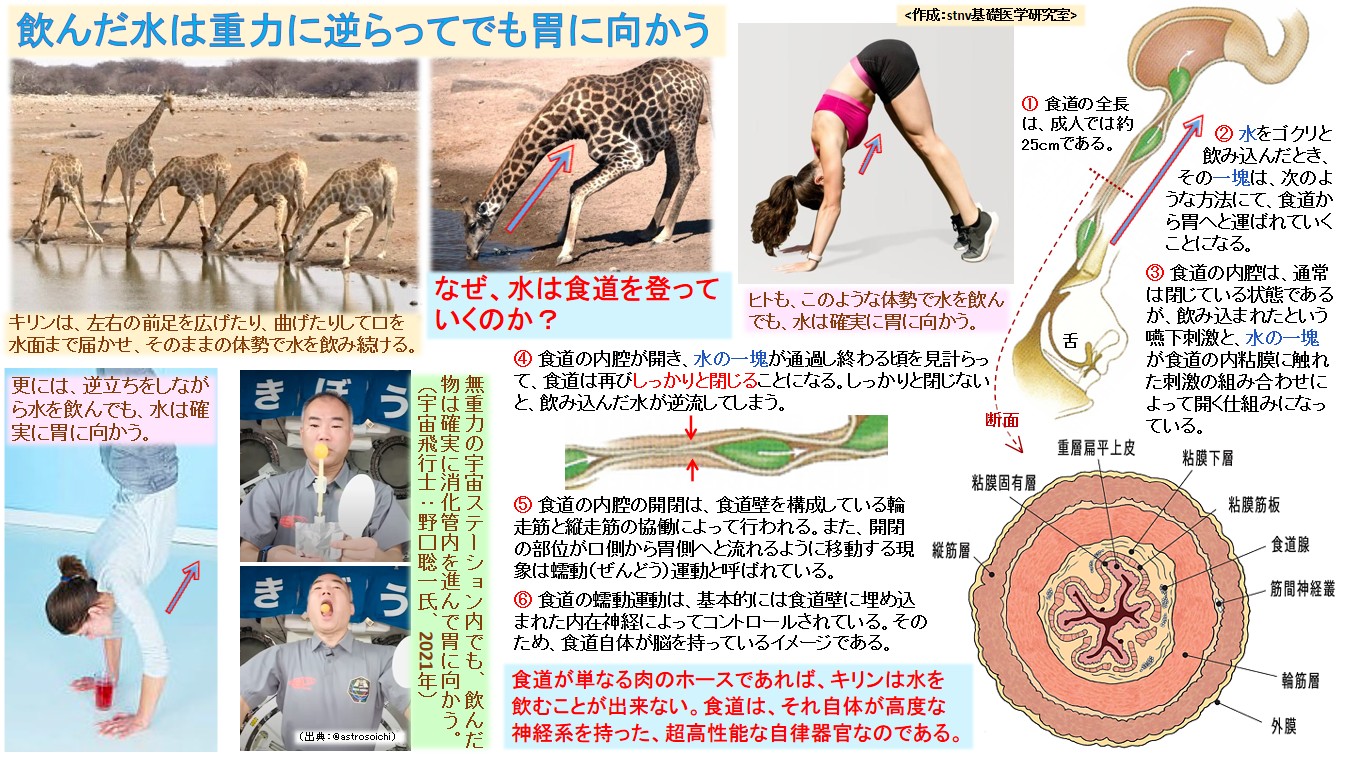 飲んだ水は重力に逆らってでも胃に向かう