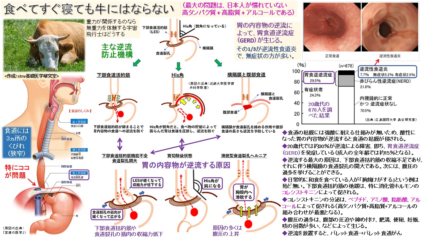 食べてすぐ寝ても牛にはならない