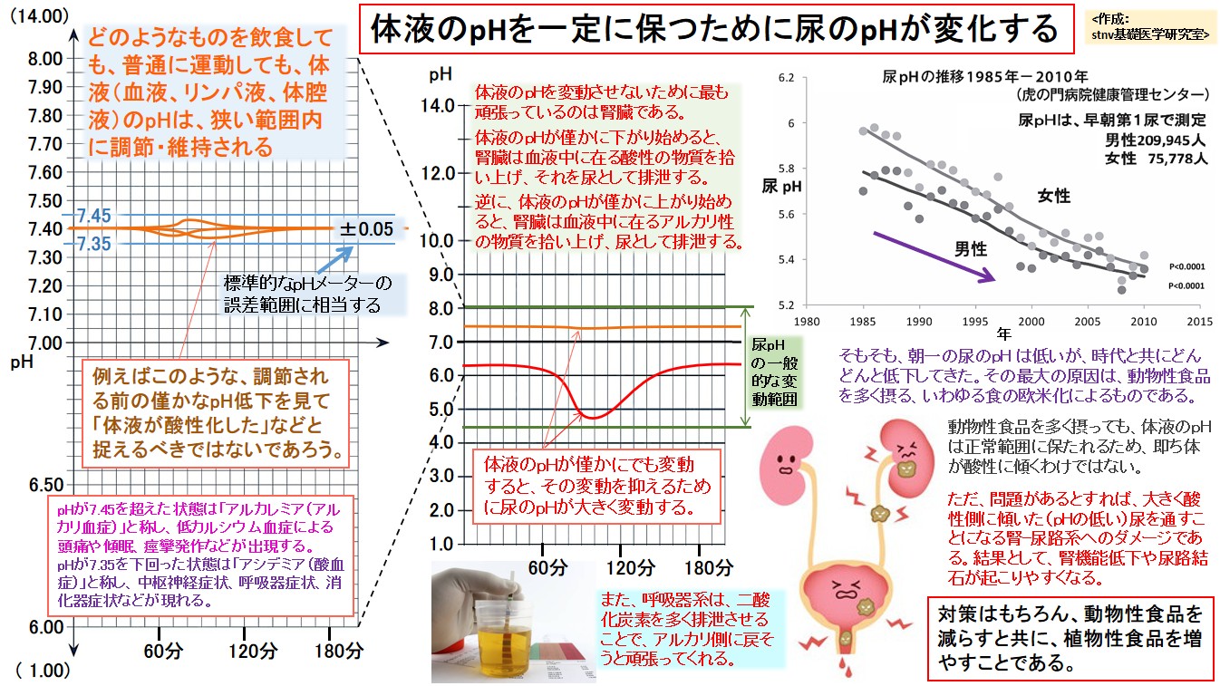 体液のpHを一定に保つために尿のpHが変化する