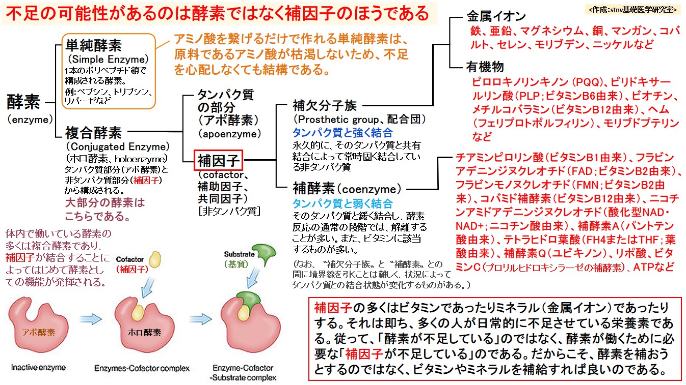 不足の可能性があるのは酵素ではなく補因子のほうである