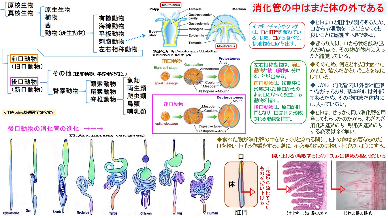 消化管の中はまだ体の外である