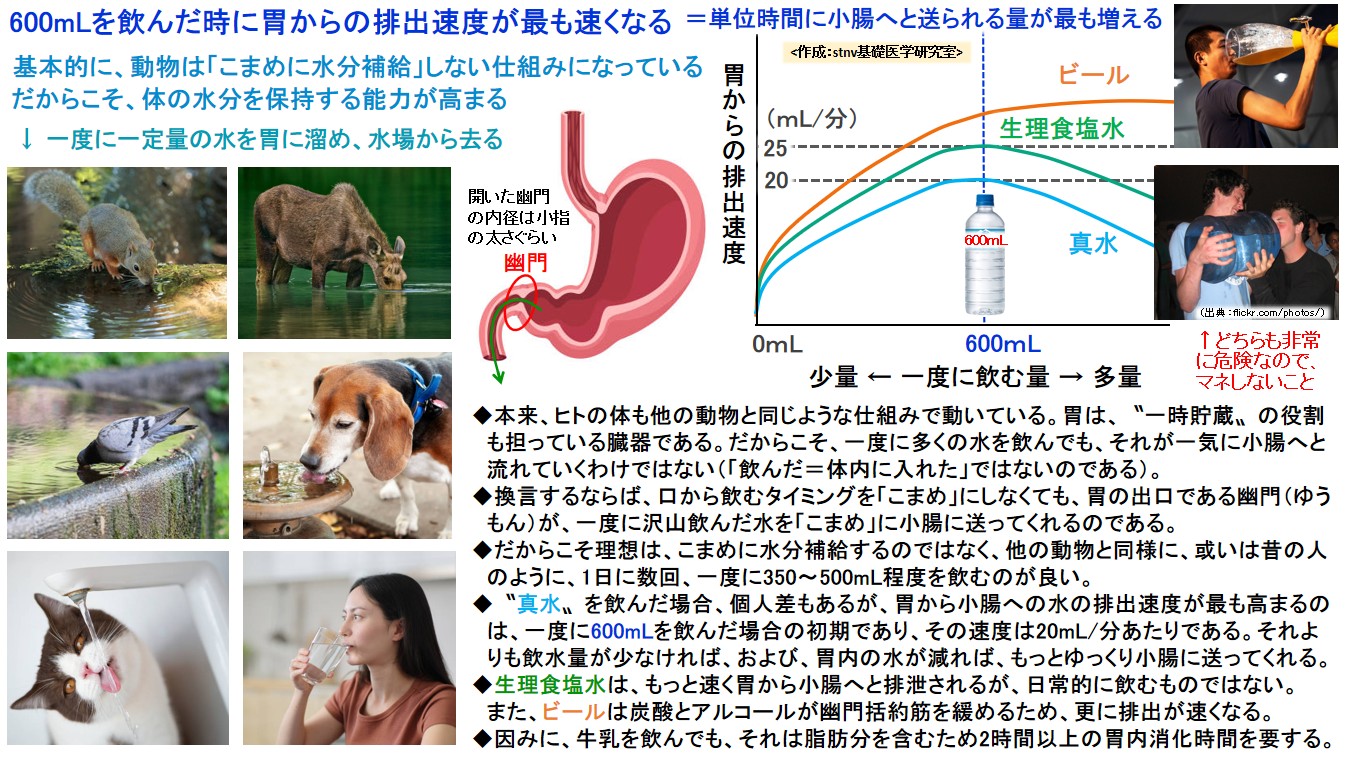 600mLを飲んだ時に胃からの排出速度が最も速くなる