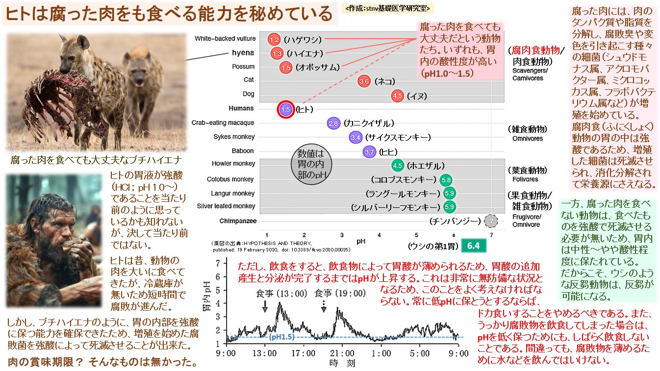 ヒトは腐った肉をも食べる能力を秘めている