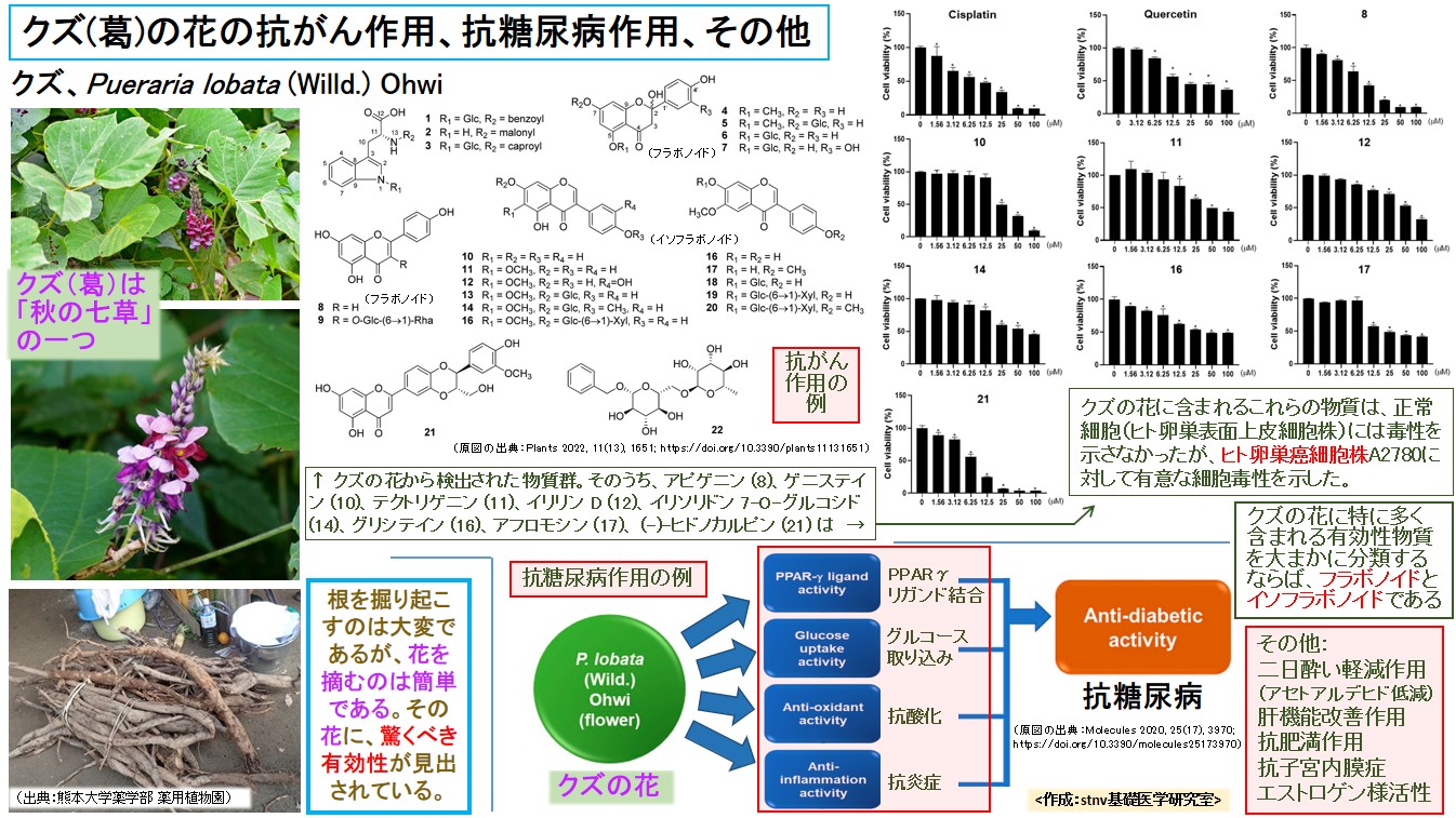 クズ(葛)の花の抗がん作用、抗糖尿病作用、その他
