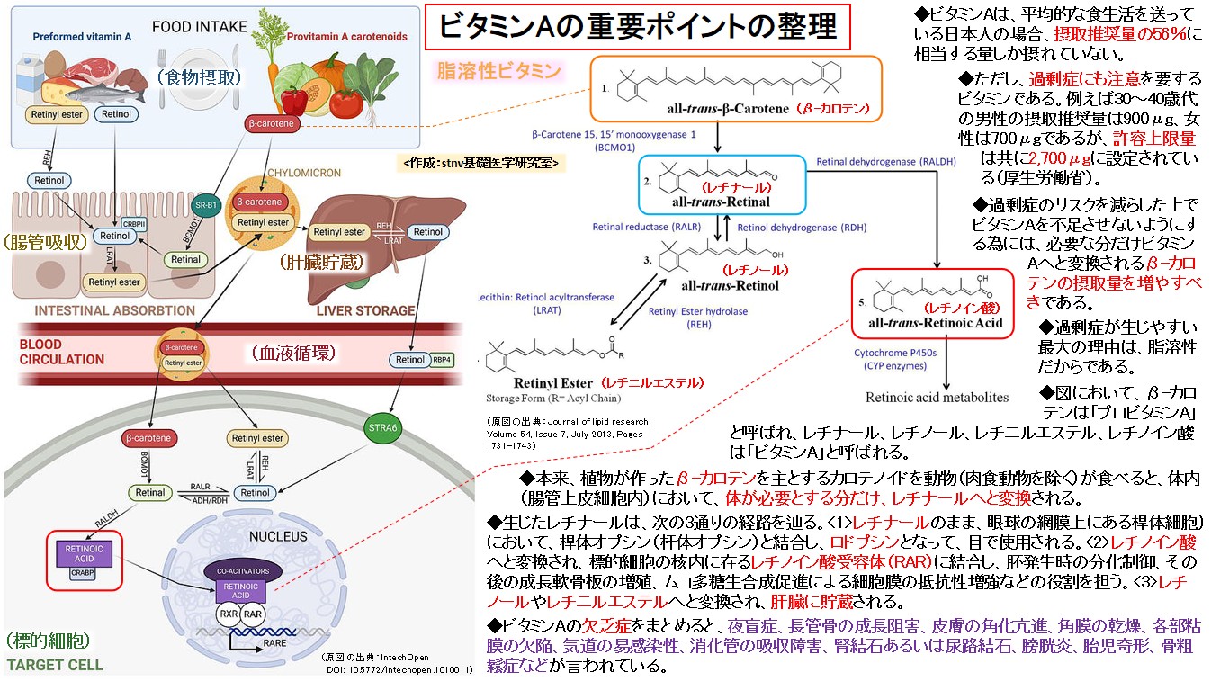 ビタミンAの重要ポイントの整理