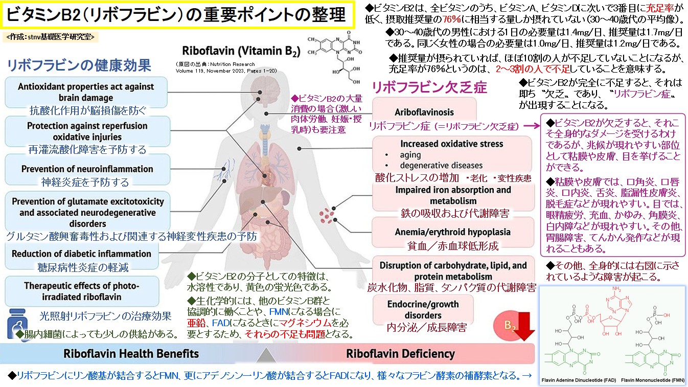 ビタミンB2（リボフラビン）の重要ポイントの整理