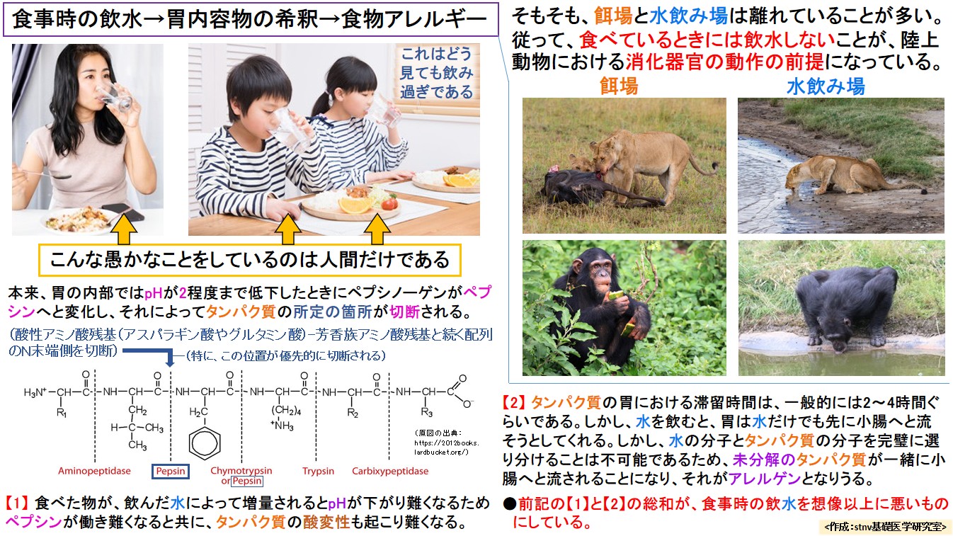食事時の飲水→胃内容物の希釈→食物アレルギー