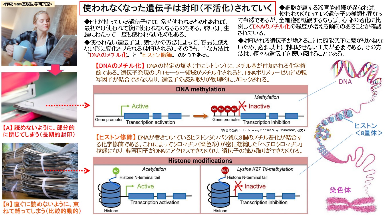 使われなくなった遺伝子は封印(不活化)されていく