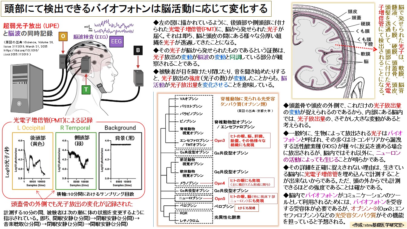 頭部にて検出できるバイオフォトンは脳活動に応じて変化する