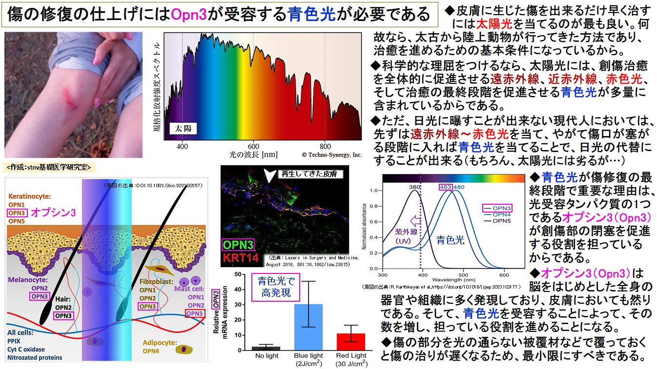 傷の修復の仕上げにはOpn3が受容する青色光が必要である