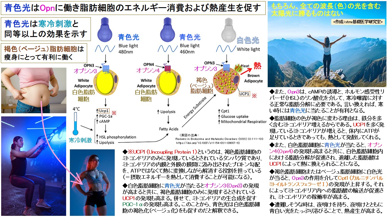 青色光はOpnに働き脂肪細胞のエネルギー消費および熱産生を促す