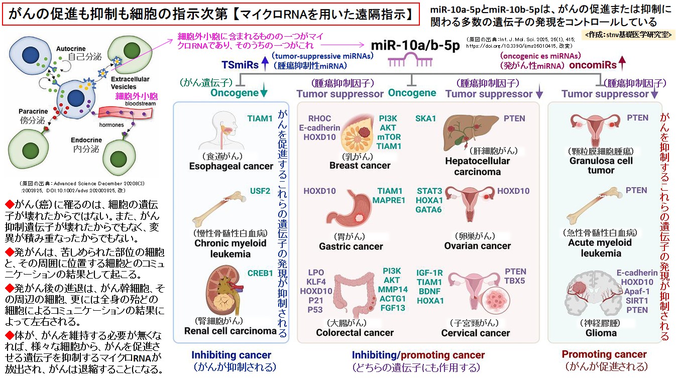 がんの促進も抑制も細胞の指示次第 【マイクロRNAを用いた遠隔指示】
