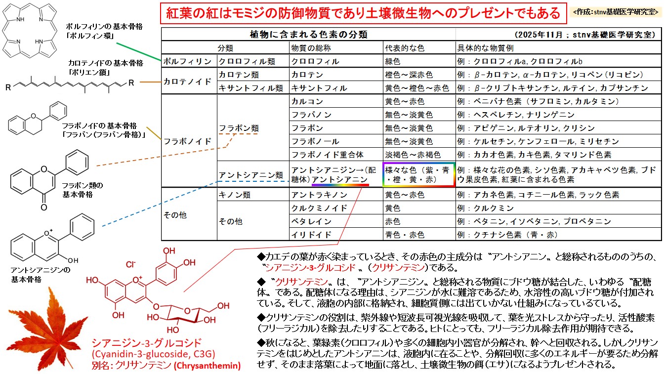 紅葉の紅はモミジの防御物質であり土壌微生物へのプレゼントでもある