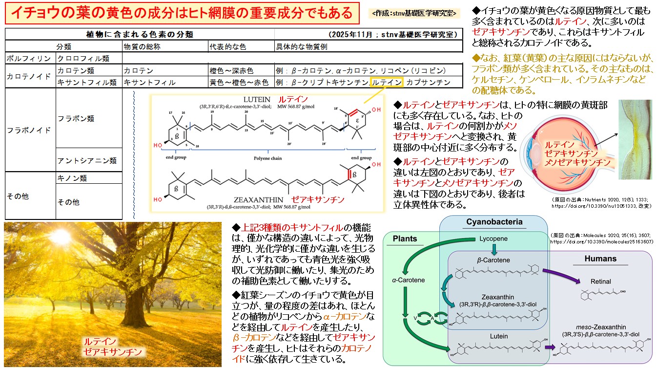 イチョウの葉の黄色の成分はヒト網膜の重要成分でもある