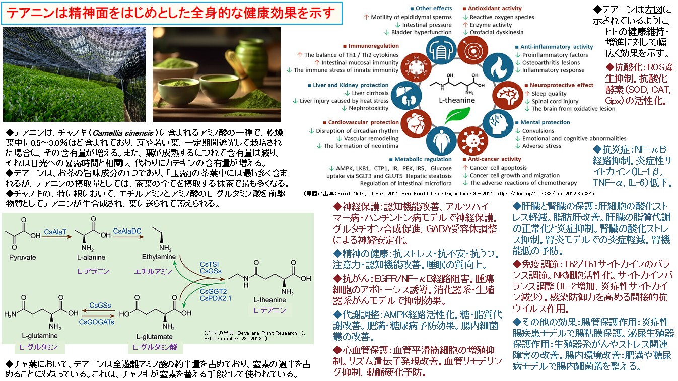 テアニンは精神面をはじめとした全身的な健康効果を示す