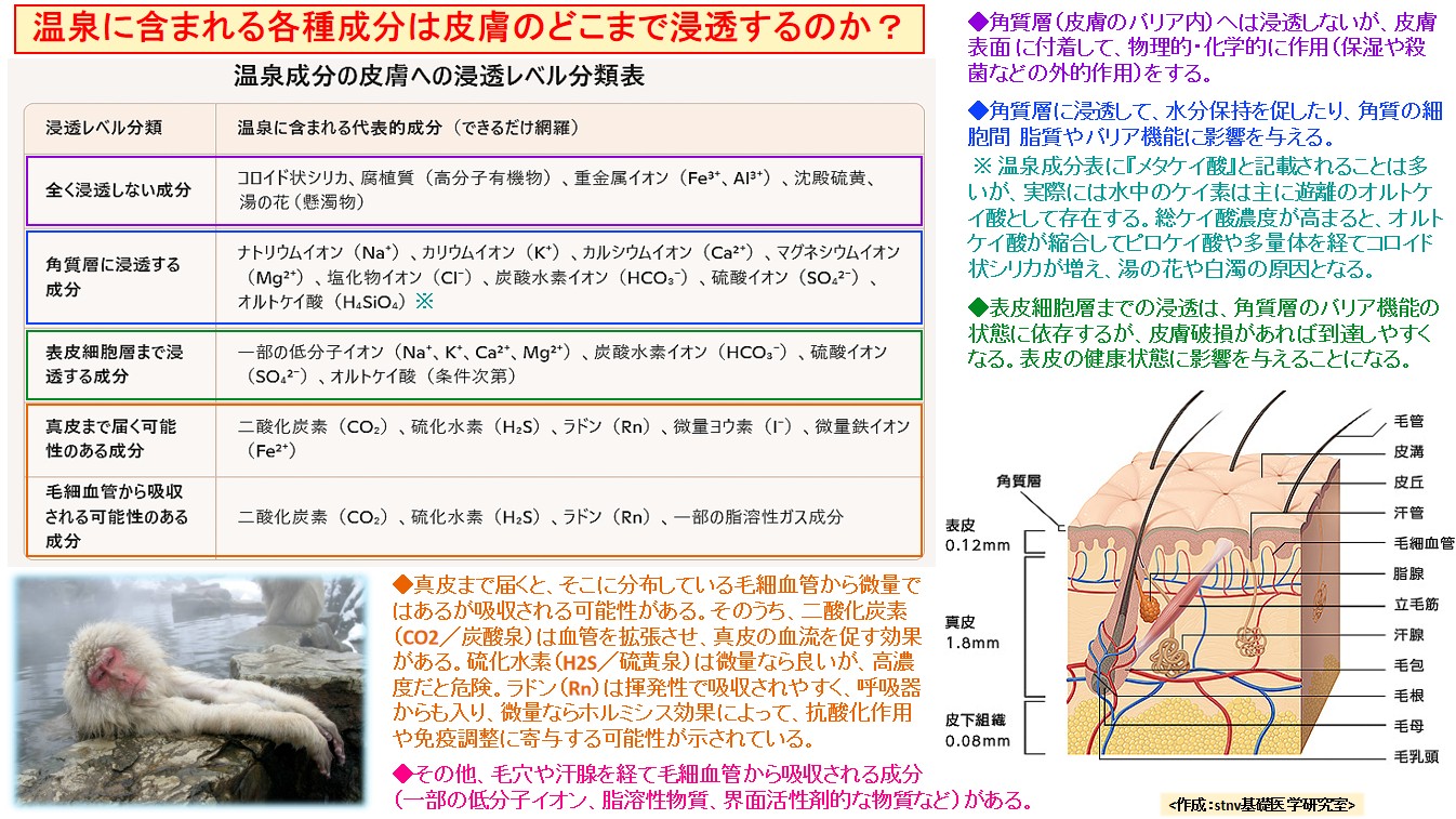 温泉に含まれる各種成分は皮膚のどこまで浸透するのか？