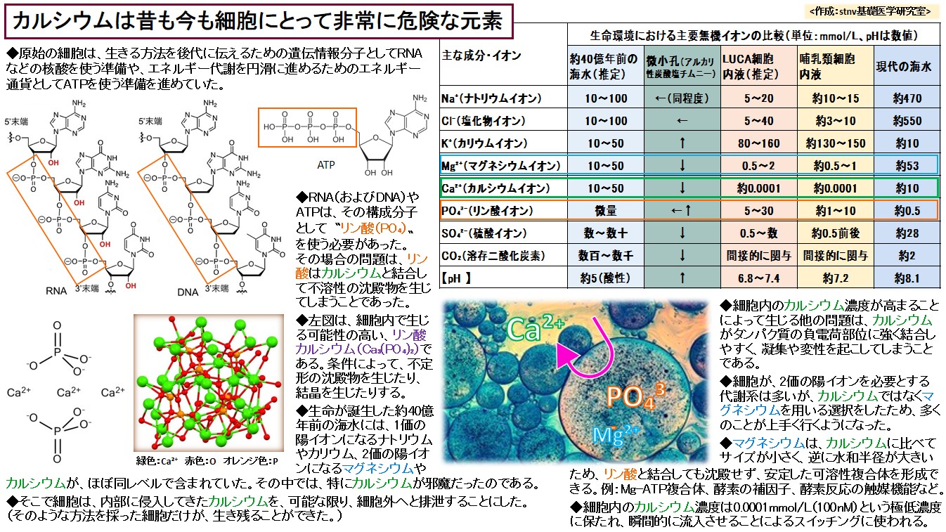 カルシウムは昔も今も細胞にとって非常に危険な元素