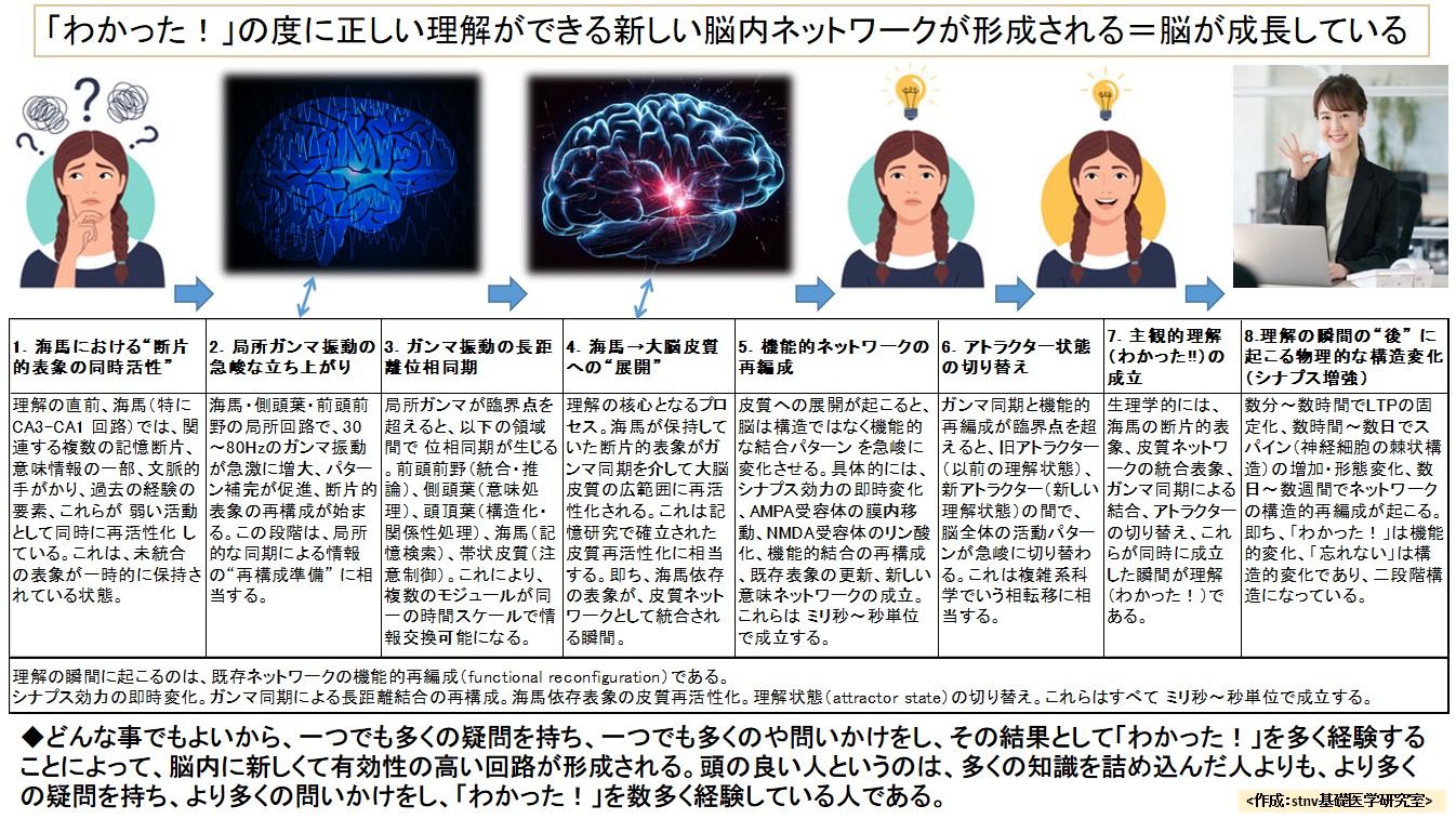 「わかった！」の度に正しい理解ができる新しい脳内ネットワークが形成される＝脳が成長している