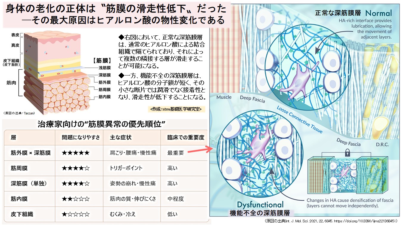 身体の老化の正体は〝筋膜の滑走性低下〟だった