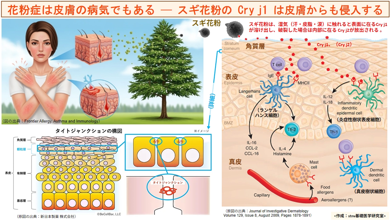 スギ花粉の Cry j1 は皮膚からも侵入する