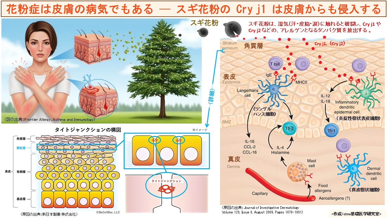 スギ花粉の Cry j1 は皮膚からも侵入する