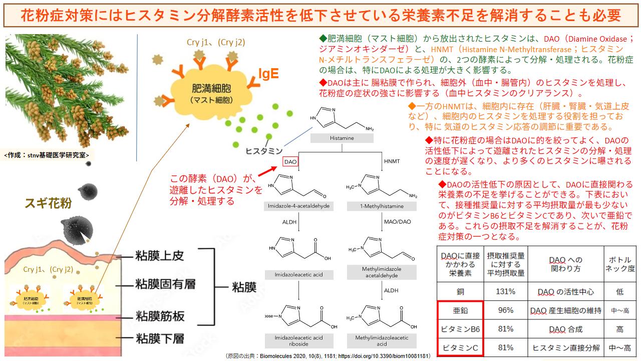 花粉症対策にはヒスタミン分解酵素活性を低下させている栄養素不足を解消することも必要