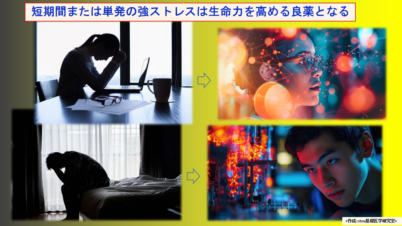 短期間または単発の強ストレスは生命力を高める良薬となる