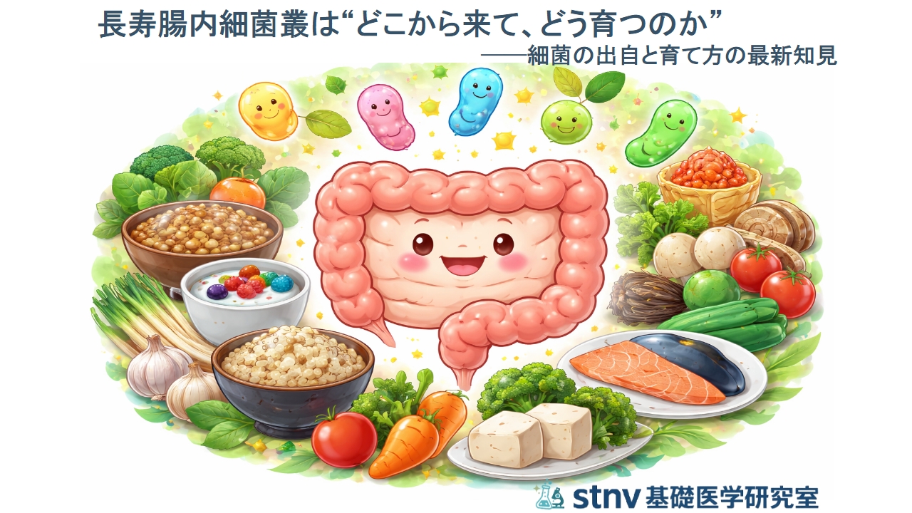 長寿腸内細菌叢は“どこから来て、どう育つのか”──細菌の出自と育て方の最新知見