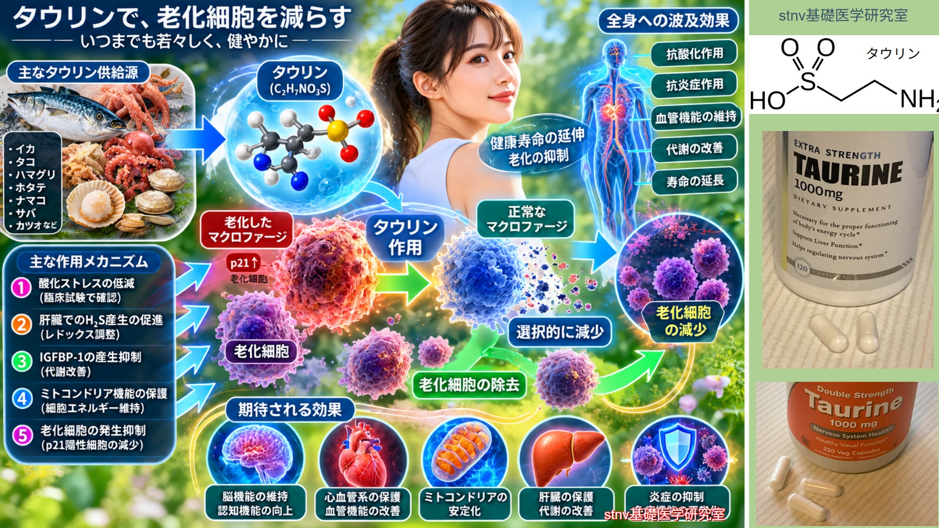 タウリンの老化細胞除去作用について