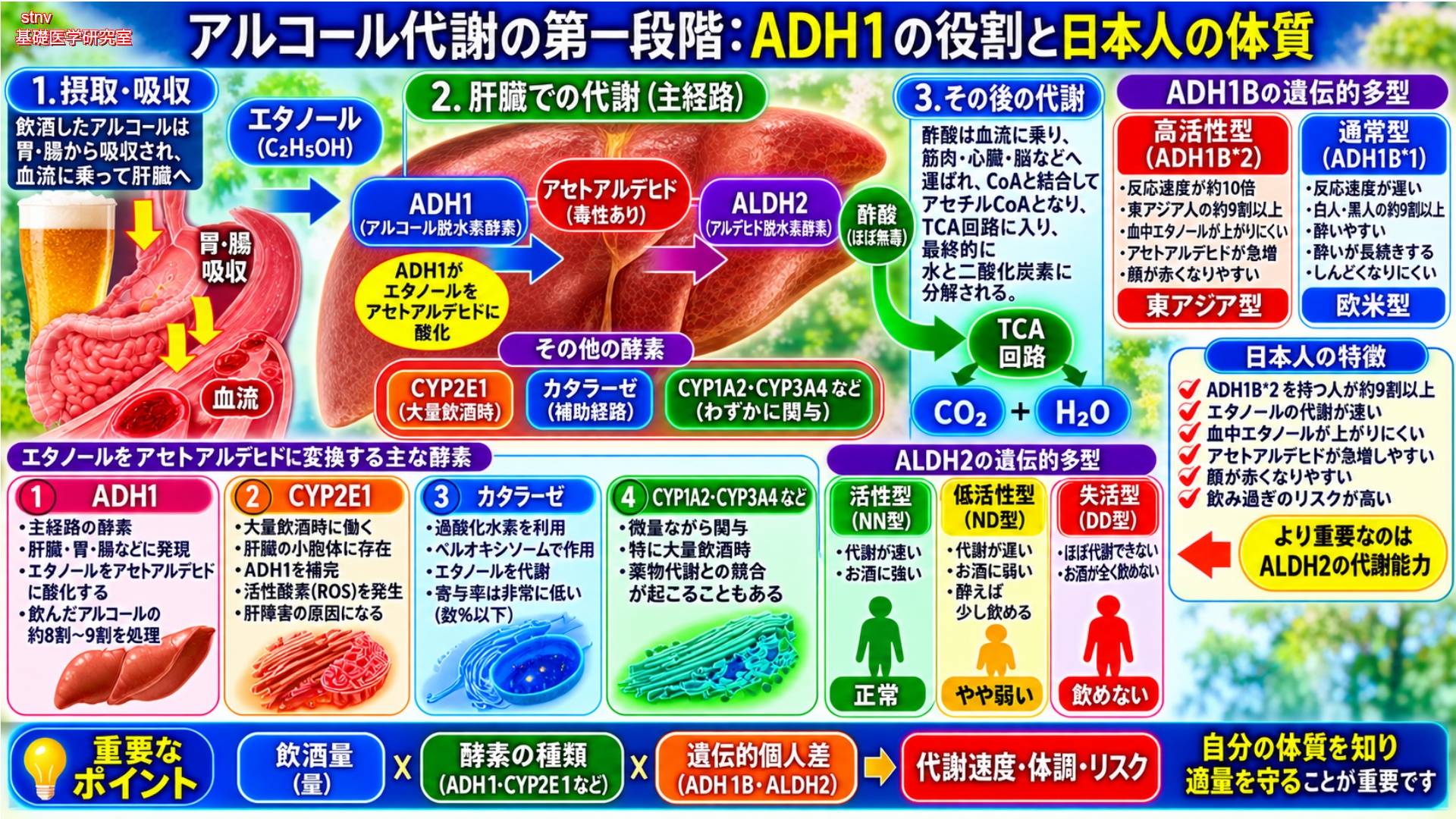アルコール代謝の第一段階：ADH1の役割と日本人の体質