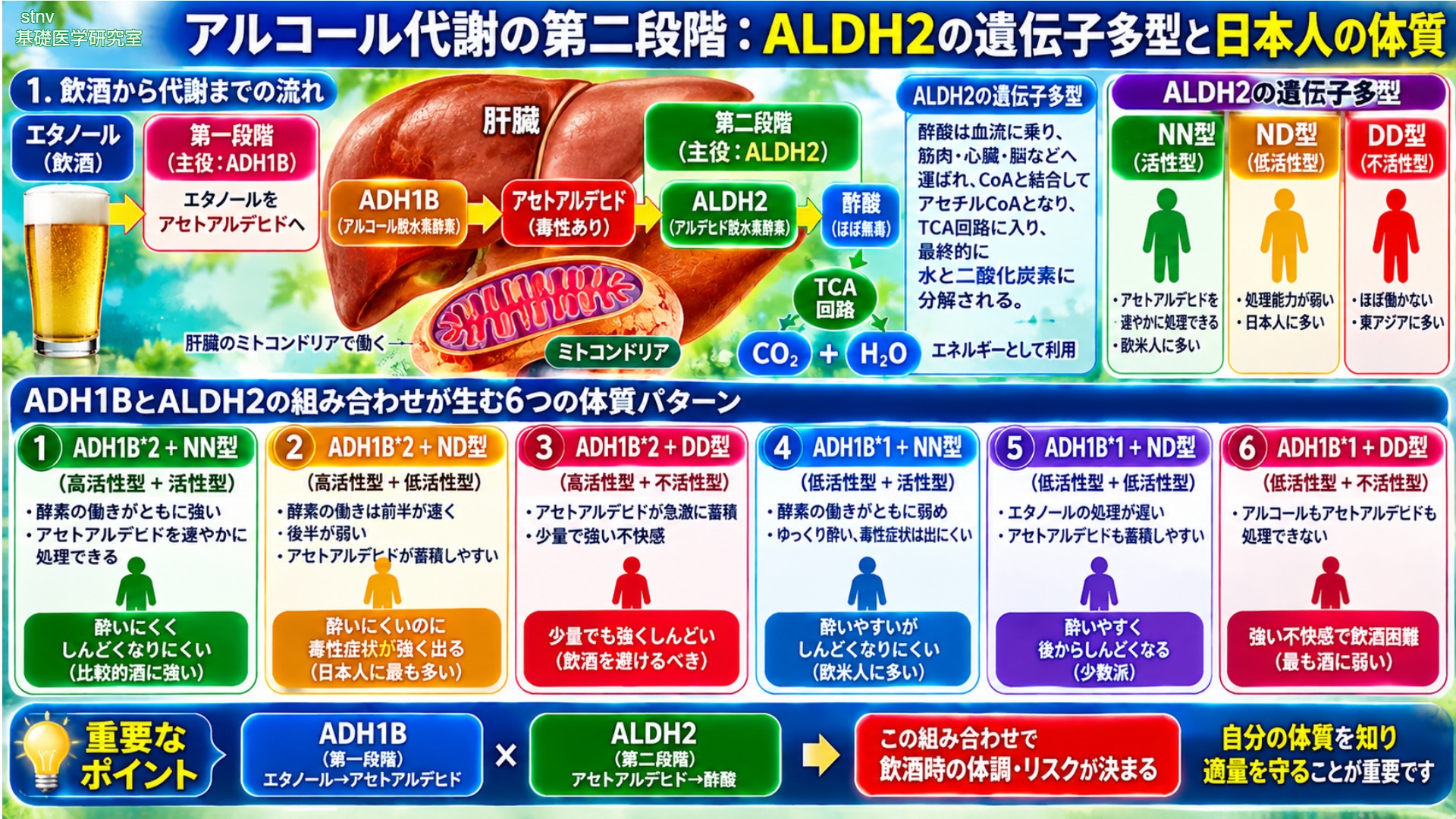 アルコール代謝の第二段階：個人差の最大原因であるALDH2の遺伝子多型